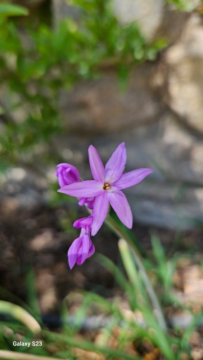 güzellik 🌸