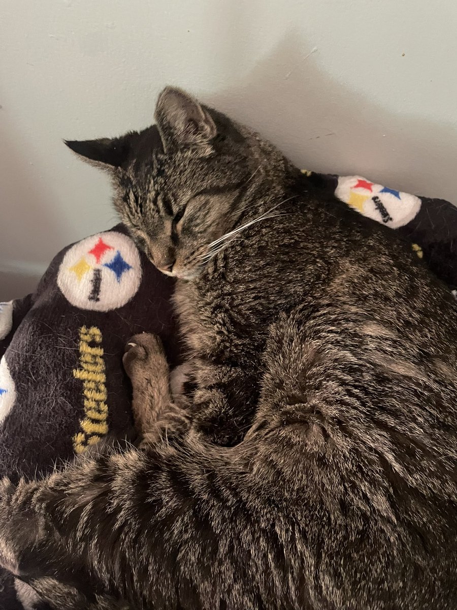 Rocky is getting antibiotics today until he sees his vet Friday. He is finally eating not much though just really soft food. Drinking water using potty all is normal except the mouth. Thanks for the prayers keep you posted