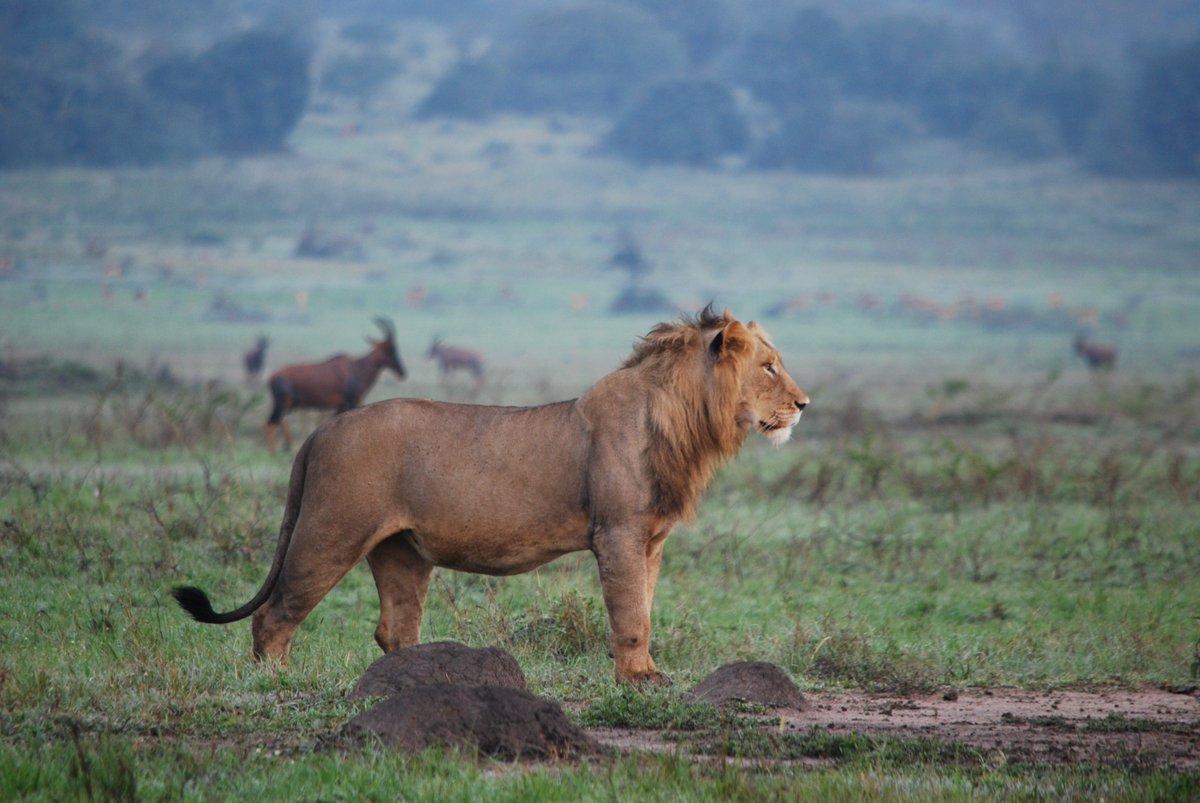 Ten years ago, the roar returned to Akagera.
Since 2015, when lions were reintroduced after nearly 20 years, they’ve flourished—now 62 animals.
On this #WorldLionDay, we celebrate a decade of conservation success
#WorldLionDay #Akagera #10YearsOfRoar #Rwanda