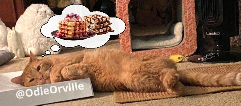 Good morning and happy Wednesday, friends! 😺👋 

I've been lying here pondering life's great mysteries, as I often do, and I've come to a conclusion.

I think Wednesdays should be waffle days. 😸 What do y'all think?