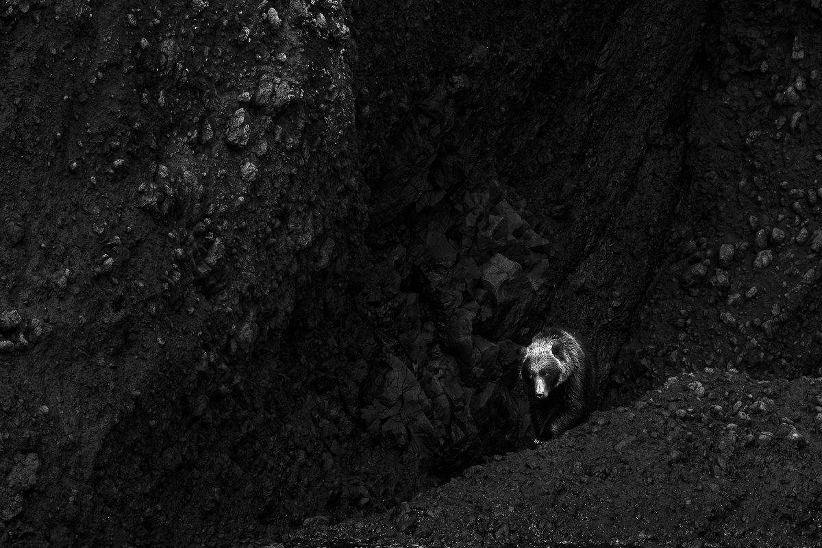 L'equilibrio sta nei contrasti. 🐻📸

Ecco alcune immagini realizzate da Marco Ronconi durante i suoi ultimi viaggi in Giappone, realizzate con Sony A1 e SEL200600G.

#SonyAlpha #AlphaUniverse #SonyWildlife #SonyLandscape #SonyA1 #SEL200600G #Giappone