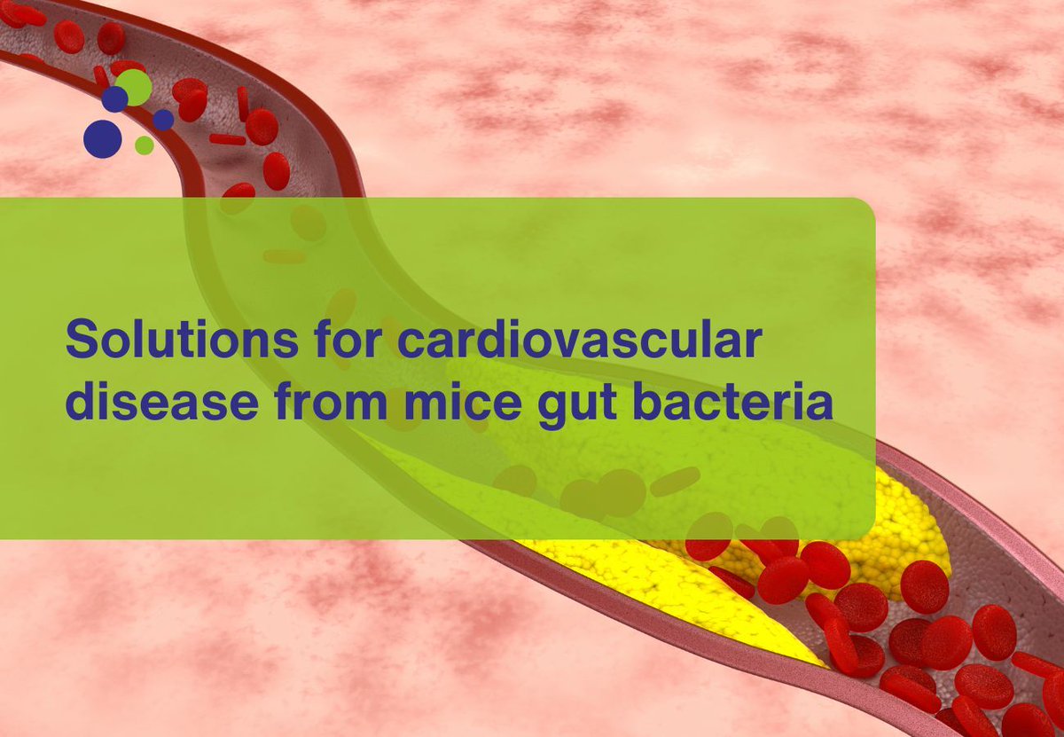 The_EARA's tweet photo. Cardiovascular diseases are the leading cause of deaths in the world.
Researchers @CNIC_CARDIO identified a molecule produced by bacteria in the gut that could aid in the early diagnosis and treatment of atherosclerosis, a type of cardiovascular disease.
Learn more:https://t.co/zikNDu9ctX
#heart #stroke #bacteria #microbiota