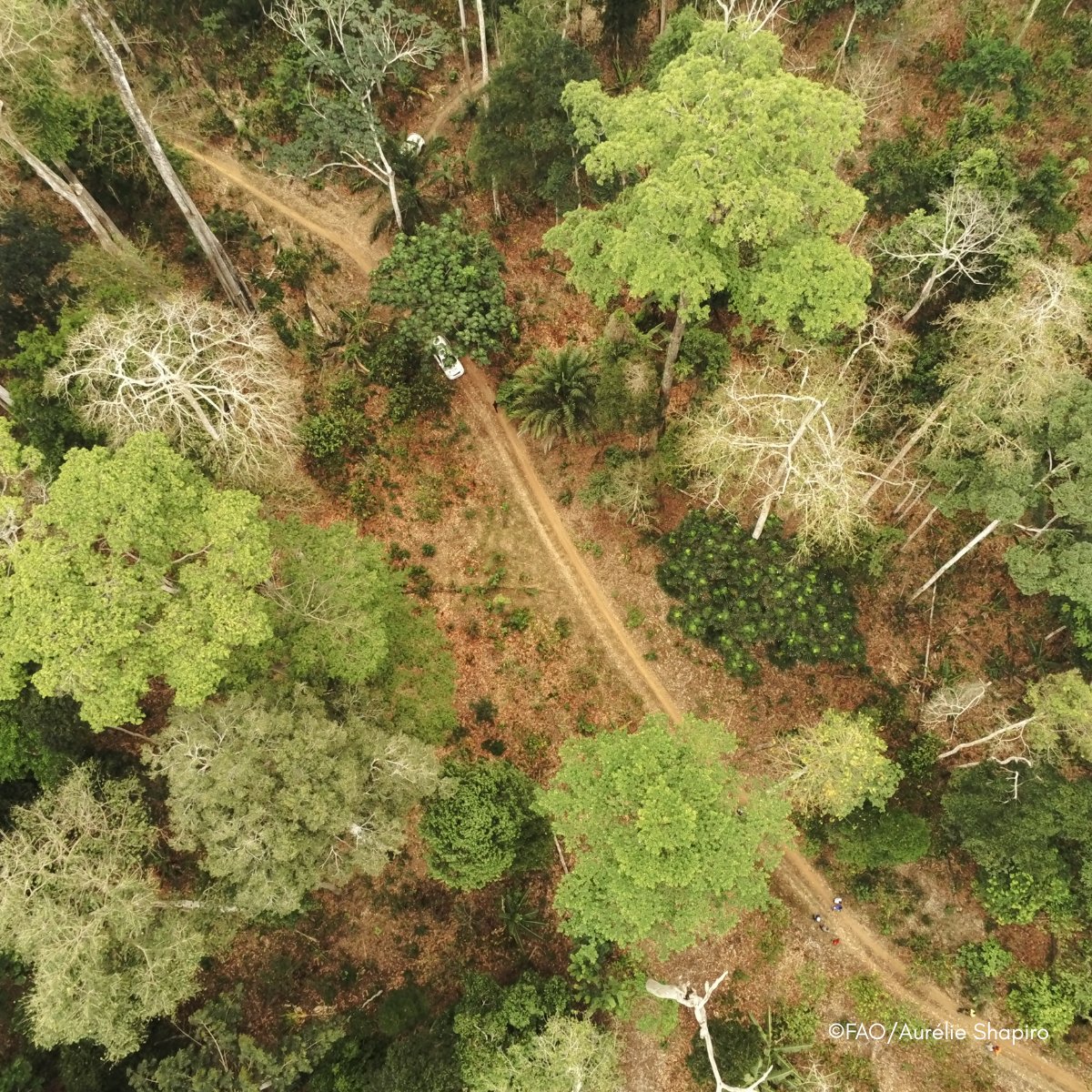 FAO Forestry (@faoforestry) on Twitter photo ๐ณ๐ค <a href="/FAO/">Food and Agriculture Organization</a> & Norway have signed a new agreement to support FAO in continuing to host the office of the Global Forest Observations Initiative (@GFOI) โ helping countries monitor forests & tackle #ClimateChange with better data. ๐ฒ
More ๐ ow.ly/CeMb50Wxc8s
<a href="/Climateforest/">NICFI</a> ๐ณ๐ค <a href="/FAO/">Food and Agriculture Organization</a> & Norway have signed a new agreement to support FAO in continuing to host the office of the Global Forest Observations Initiative (@GFOI) โ helping countries monitor forests & tackle #ClimateChange with better data. ๐ฒ
More ๐ ow.ly/CeMb50Wxc8s
<a href="/Climateforest/">NICFI</a>