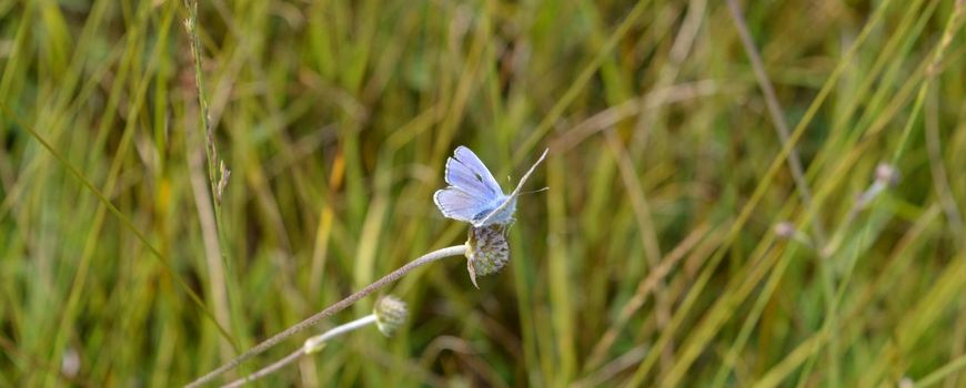 Nattere veengebieden, kansen voor biodiversiteit: Het natter maken van laagveengebieden – vernatting – helpt niet alleen tegen het vrijkomen van broeikasgassen, maar biedt volop kansen voor natuurherstel. Dat blijkt uit nieuw onderzoek van OBN… dlvr.it/TMBjvN