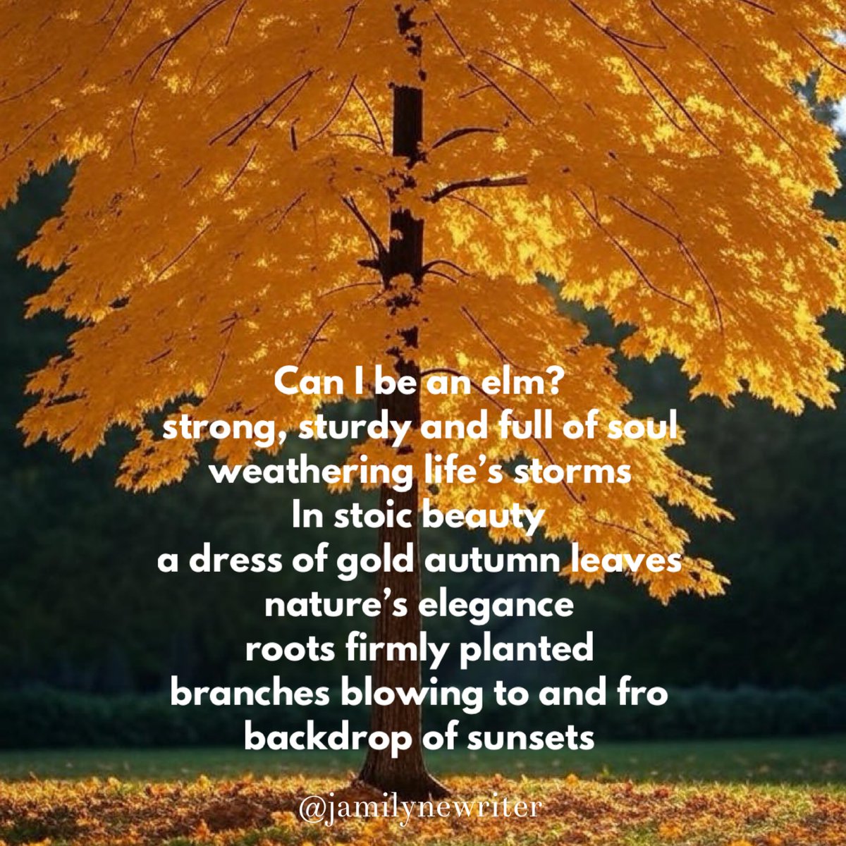 Can I be an elm?
strong, sturdy and full of soul
weathering life’s storms 

In stoic beauty 
a dress of gold autumn leaves 
nature’s elegance

roots firmly planted
branches blowing to and fro 
backdrop of sunsets

#vss365 
#haiku
