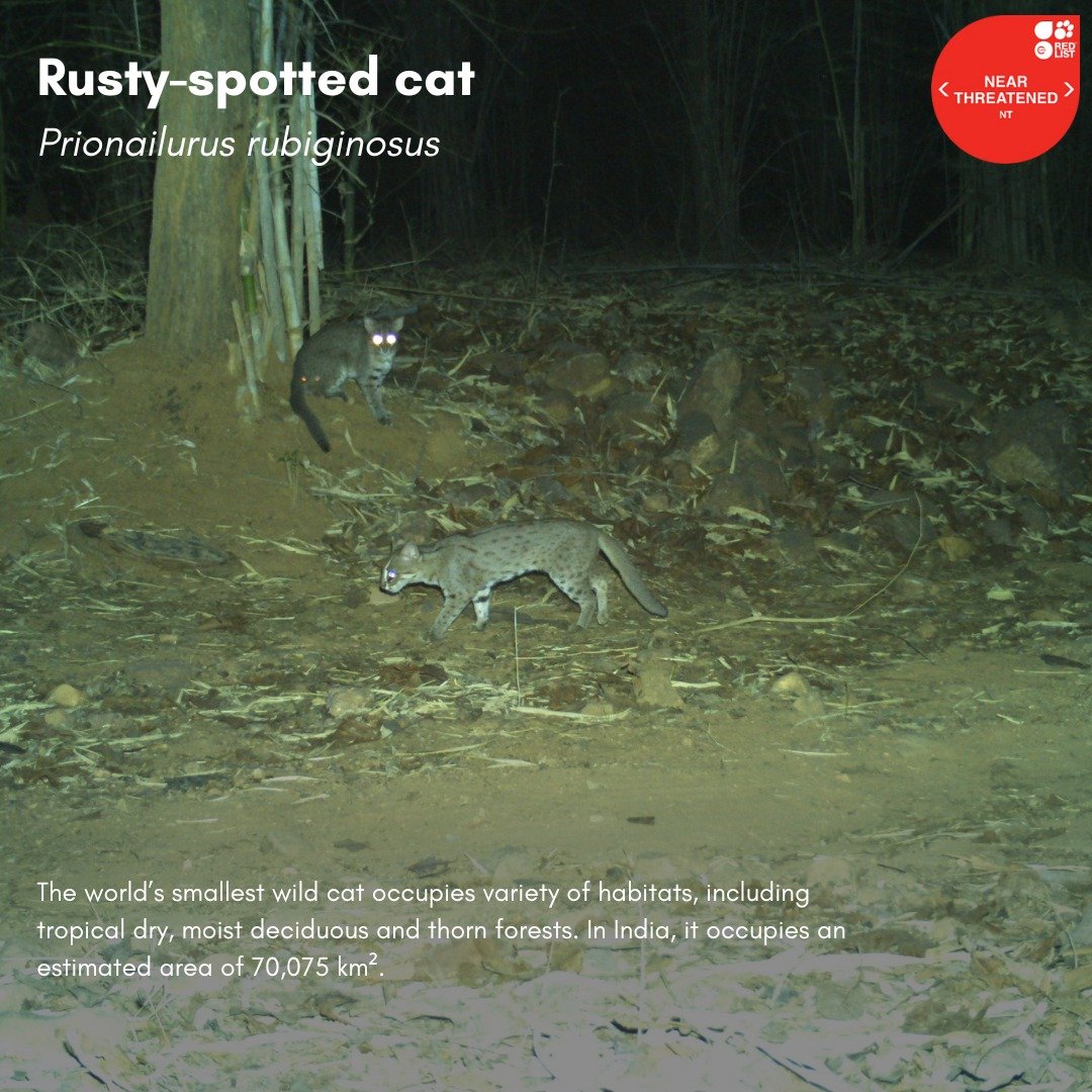airnewsalerts's tweet photo. 𝐃𝐢𝐝 𝐲𝐨𝐮 𝐤𝐧𝐨𝐰? 🐾
Tiger-bearing forests of India are also home to 9 species of small cats!
The jungle cat is the most widespread, followed by the rusty-spotted cat and leopard cat.
#SmallCatsOfIndia #GlobalTigerDay https://t.co/g4inBXLE4z
