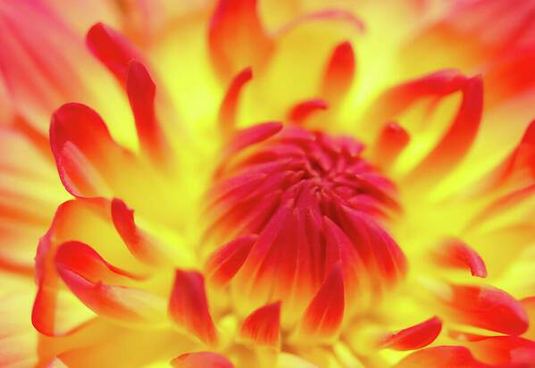 A Dahlia Like A Gorgeous Sunrise.

#cards #wallart #giftideas 

fineartamerica.com/featured/a-dah…