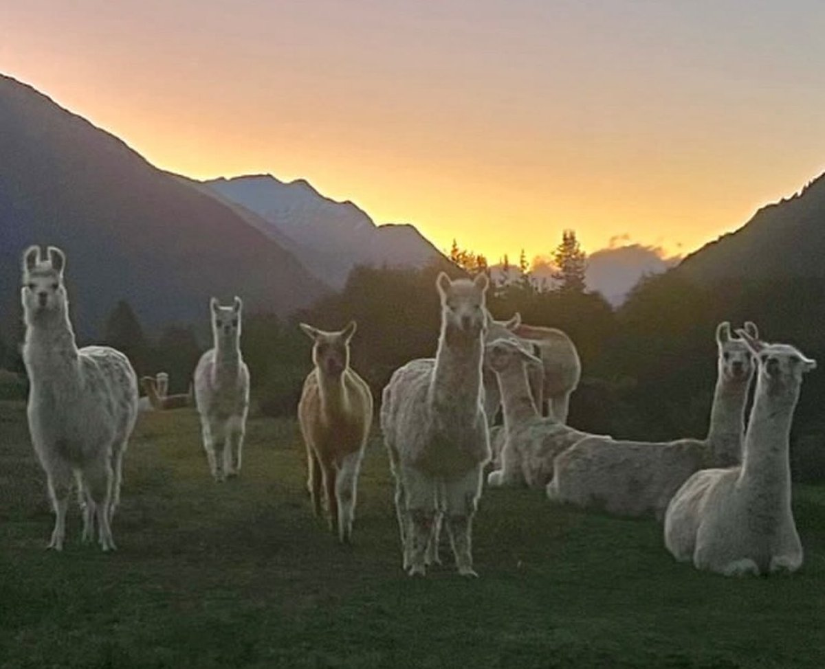 <a href="/ChuckFreimund/">Chuck Freimund</a> Greetings from Chilean Patagonia. Andrew Vaughn may or may not be named player of the month for July, but he will almost certainly have an alpaca named after him this year 😀 <a href="/ToddTemkin/">ReadAPoemToday</a>