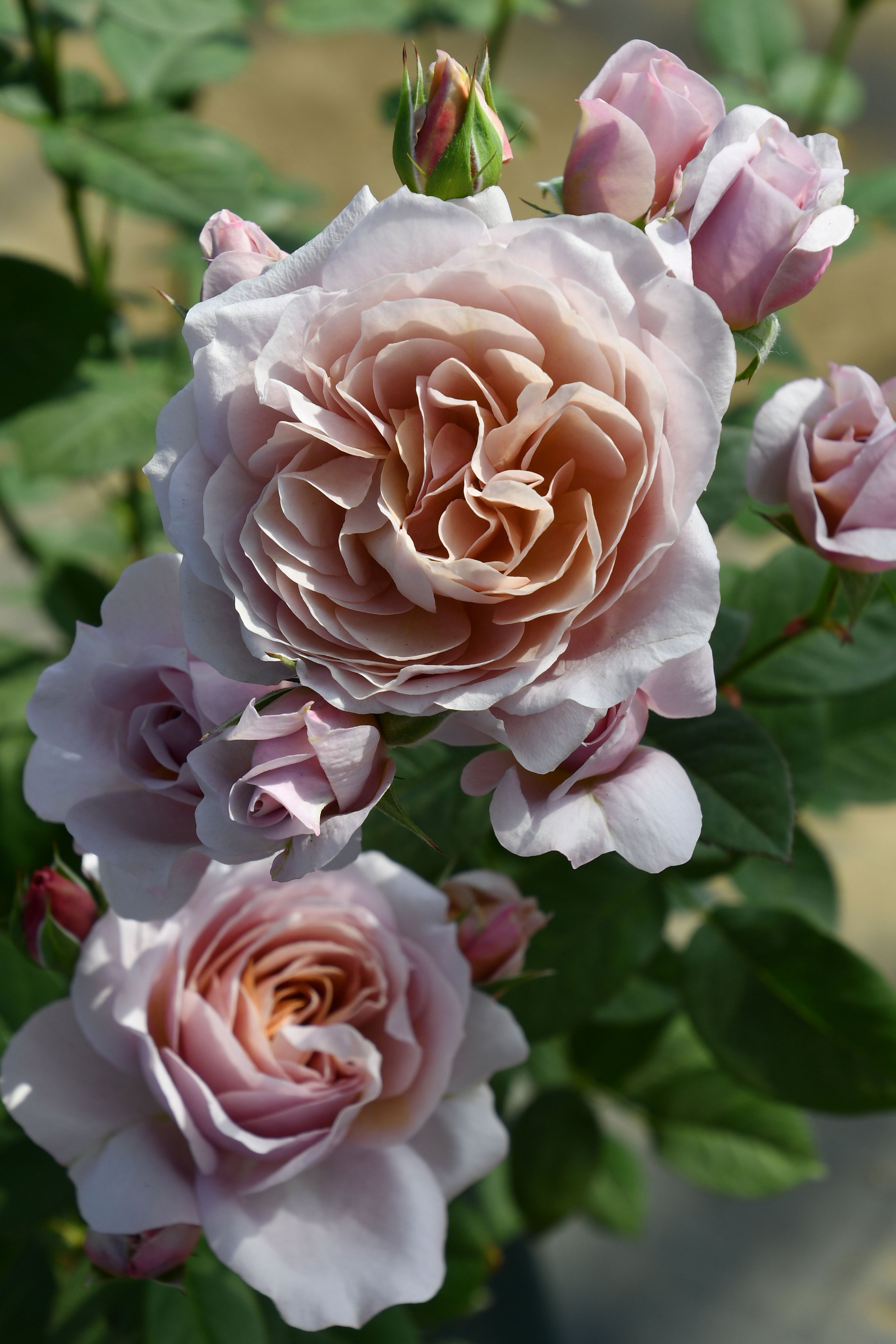 薔薇のお部屋専用　予約品 こんにちは宮崎園芸です！ 今期最終入荷👊各品種、一鉢ずつの