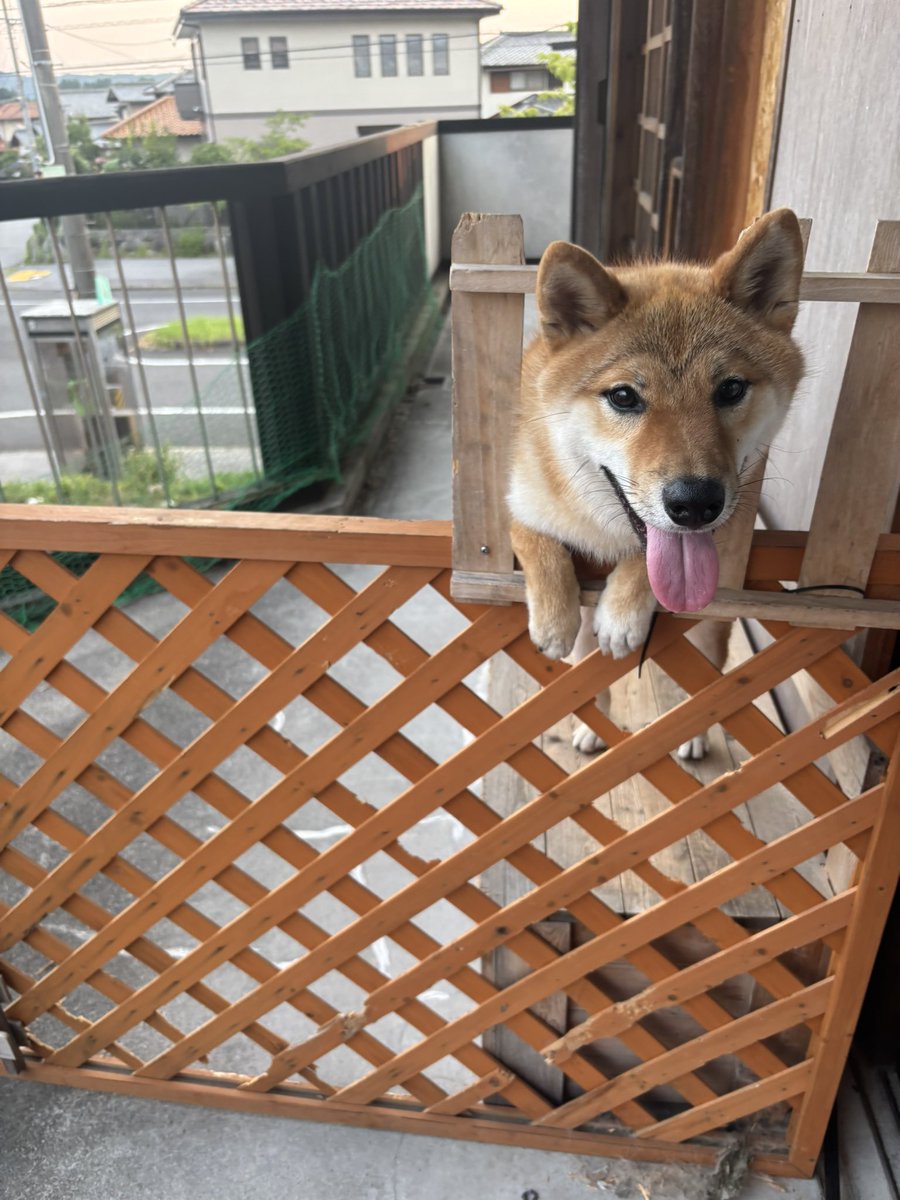 supermade_com's tweet image. 今日の五右衛門。