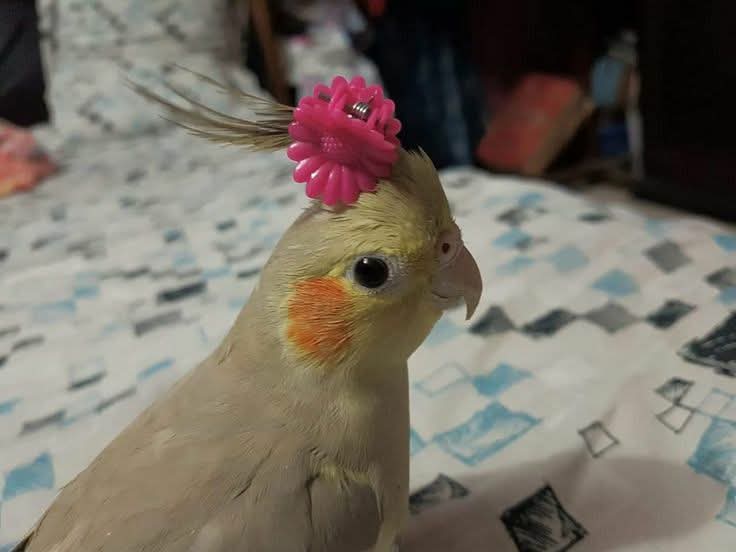 وأنا بحاول اهتم بالشعرتين اللي فاضلين في رأسي عشان ميقعوش زي الباقي وعشان  I'm just نيلة girl