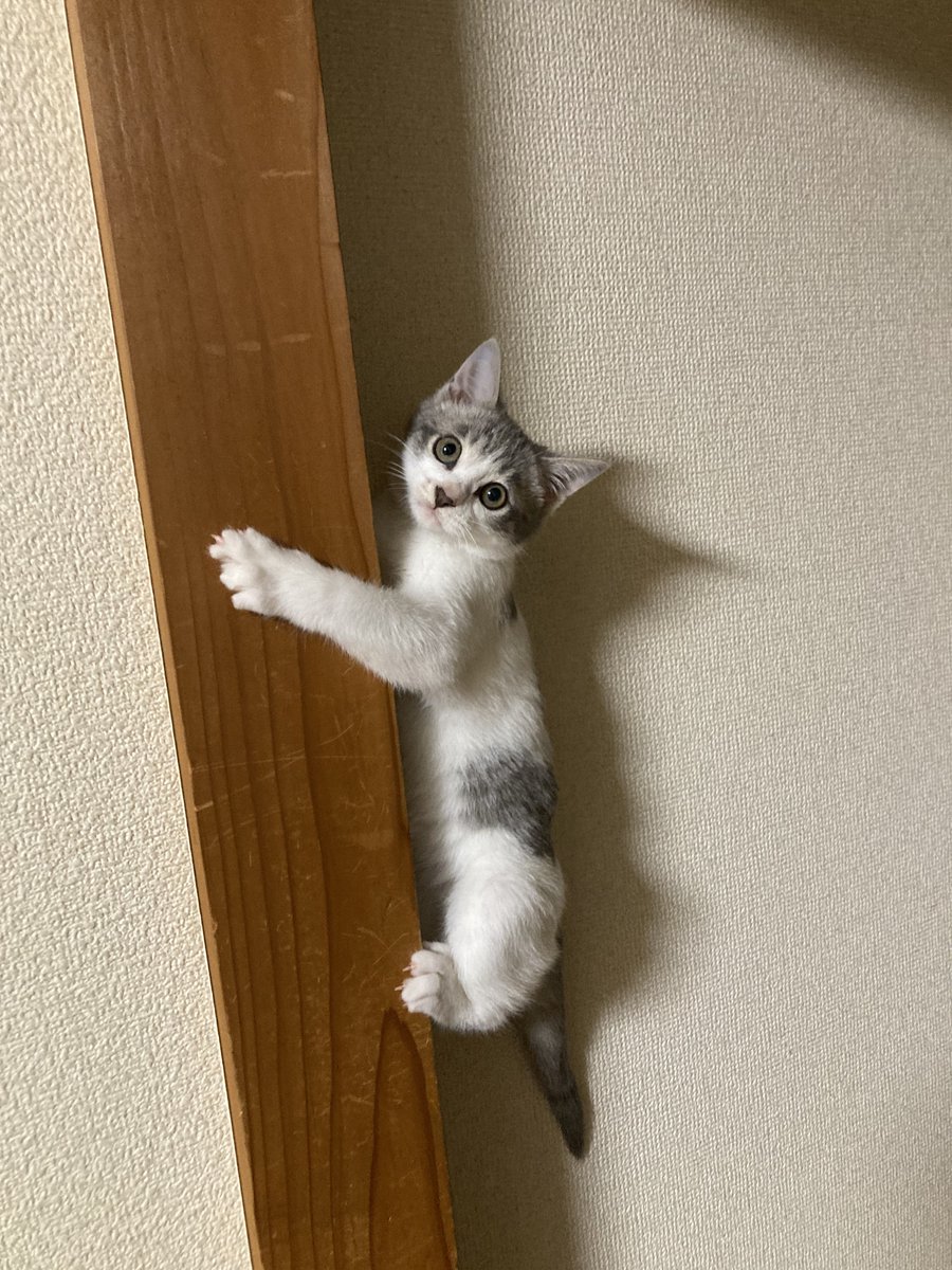 朔太郎です！

クライミングキャット🐈