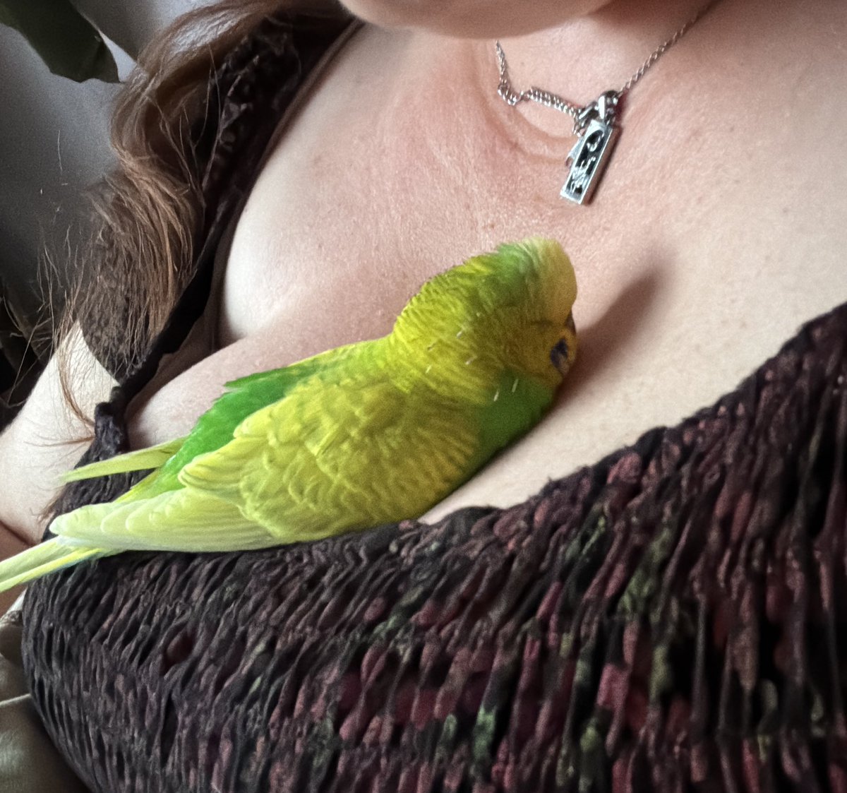 Said goodbye to our lovely parsnip yesterday 😢❤️ fly high budgie boy x