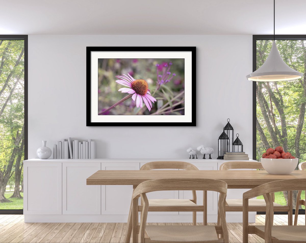 Echinacea In The Garden | Wall Art Prints For Sale: fineartamerica.com/featured/echin… #wallart #wallartforsale #PhotographyIsArt #flower #floral #interiordecor #homedecor #BuyIntoArt #giftideas #SupportSmallBusiness
