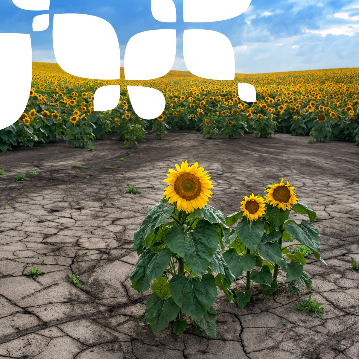 La agricultura 🌱 es fundamental para evitar los procesos de erosión y desertificación derivados del cambio climático 🌍🌡️

#SinTiNoSoyNada 💚