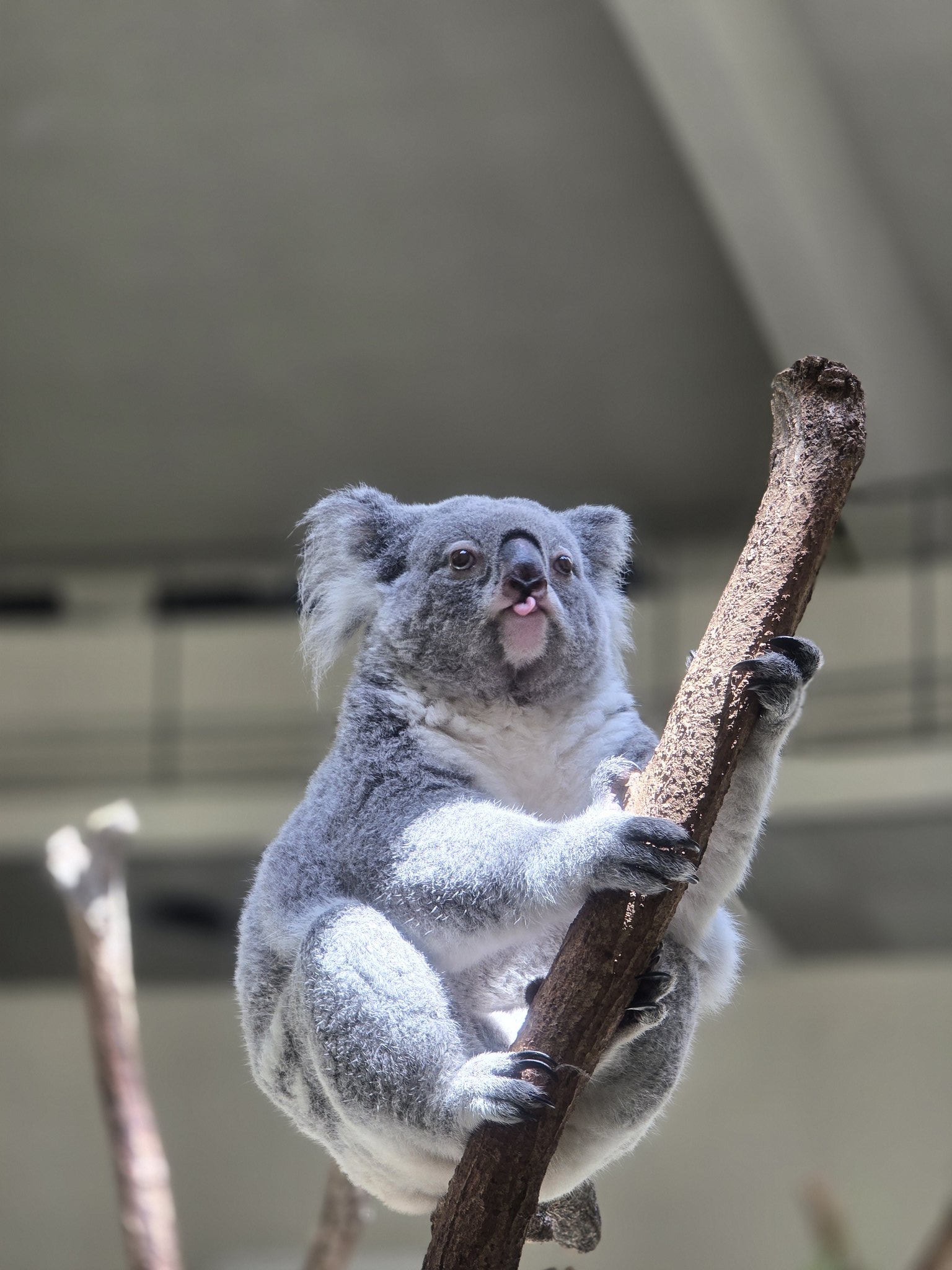 【即日発送】32こセット／つぶらな瞳の動物園　くぉっかわらびー　しろくま　こあら Amazon.co.jp: つぶらな瞳の動物園 クォッカワラビー しろくま