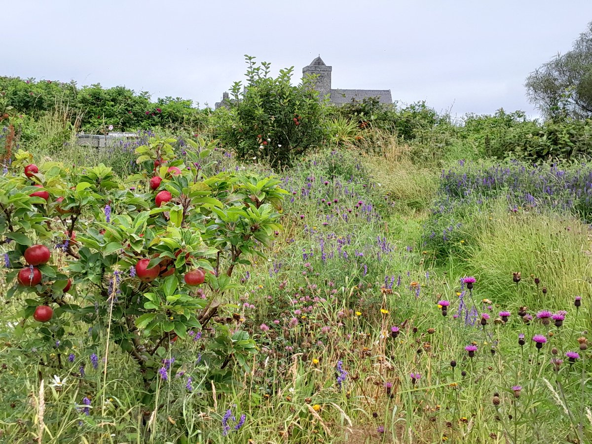 Lorne MacLeod (@lorneoban) on Twitter photo Island of Iona - an amazing island organic garden <a href="/SoilAssocScot/">Soil Association Scotland</a> with all forms of fruit, vegetables, flowers (& bee hives). Iona Abbey in the background. #EileanÌ #AbaidÌ #Iona #StColumbaHotel #LandUse Island of Iona - an amazing island organic garden <a href="/SoilAssocScot/">Soil Association Scotland</a> with all forms of fruit, vegetables, flowers (& bee hives). Iona Abbey in the background. #EileanÌ #AbaidÌ #Iona #StColumbaHotel #LandUse