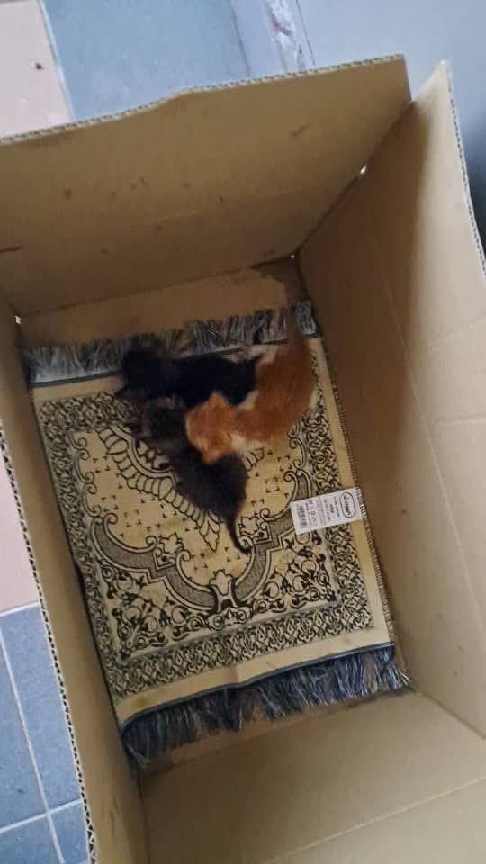 📌BANGI

URGENT...perlu kan ibu susuan, area bangi.....boleh wasap sy 0176493635