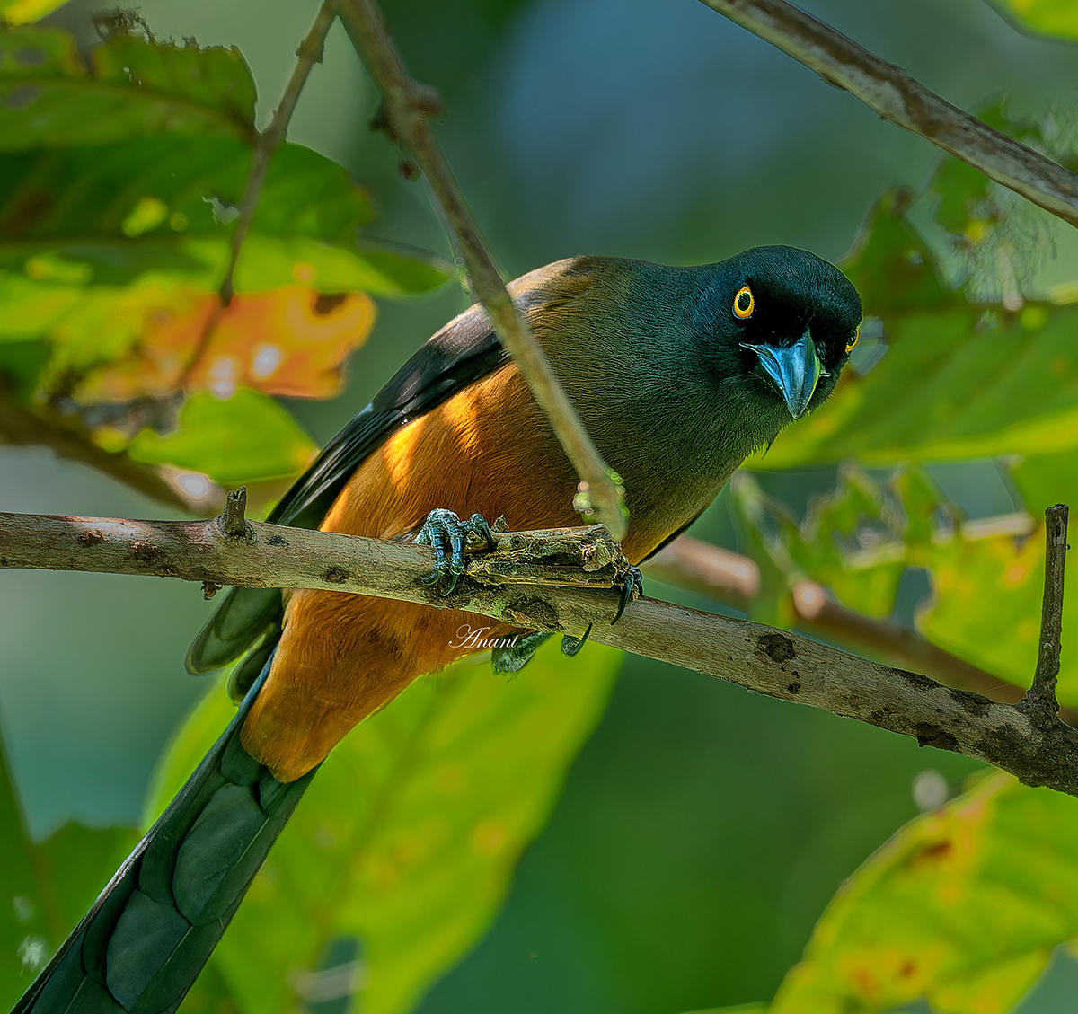 An Andaman Treepie with a Bagworm Moth Larva, at Port Blair

#beautifulbirds #world_bestnature #Birdwatching #bird #BirdPhotography #birding #photoMode  #TwitterNatureCommunity #BBCWildlifePOTD #ThePhotoHour #IndiAves #IndiWild @natgeoindia <a href="/NatGeoPhotos/">Nat Geo Photography</a>