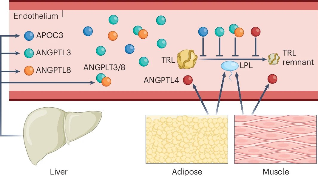 Pradeep Natarajan (@pnatarajanmd) on Twitter photo Motivated by the favorable lipid indices and CV risk of ANGPLT3 & ANGPTL8 LoF carriers, <a href="/EliLillyandCo/">Eli Lilly and Company</a> developed a combo ANGPTL3/8 mAb (LY3475766). Phase 1 RCT shows that LY3475766 recapitulates lipid patterns from human genetics nature.com/articles/s4159… <a href="/NatureMedicine/">Nature Medicine</a> Motivated by the favorable lipid indices and CV risk of ANGPLT3 & ANGPTL8 LoF carriers, <a href="/EliLillyandCo/">Eli Lilly and Company</a> developed a combo ANGPTL3/8 mAb (LY3475766). Phase 1 RCT shows that LY3475766 recapitulates lipid patterns from human genetics nature.com/articles/s4159… <a href="/NatureMedicine/">Nature Medicine</a>