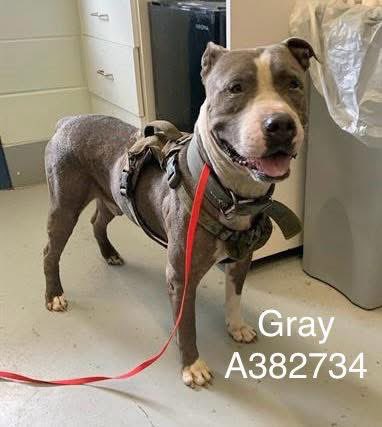 GRAY #A382734 5yo,68lbs
Only 1 pic of this darling boy,that's all u need!
He is absolutely STUNNING!
Beautiful gray coat,hence the name,athletic body,such a handsome hunk of love❤️ 
Well mannered,eager for attention &amp; love
PLZ #ADOPT #FOSTER OR #PLEDGE FOR RESCUE #CORPUSCHRISTI