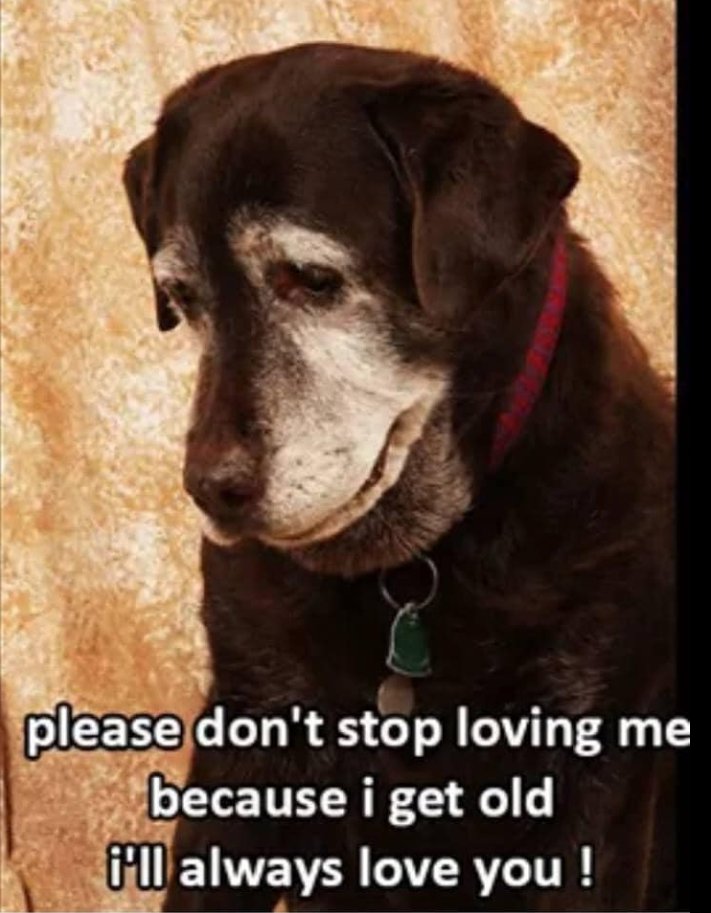 A friend of mine who works at a rescue facility says people just drop off old dogs because they don't want to take care of them anymore. Will you love your dogs when they get old