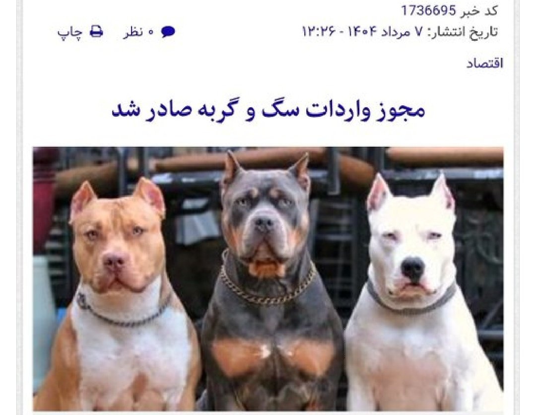 muhammadytabar's tweet image. تو این کشور تا دلت بخواد سگ و گربه داریم
آب و برق وارد کنید لطفاً