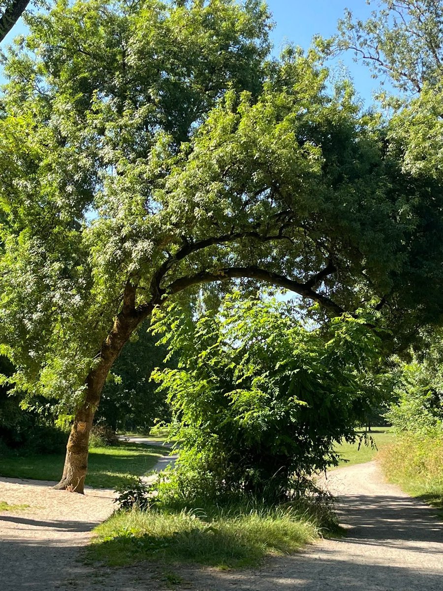 Balade du jour🚶‍♀️
Et je suis passée sous ce magnifique arbre qui a poussé en arc de cercle comme pour envelopper le buisson dessous 😍 C'est comme une personne qu'on souhaiterait chérir et préserver avec tendresse !
Bel après-midi 😘 🌞
