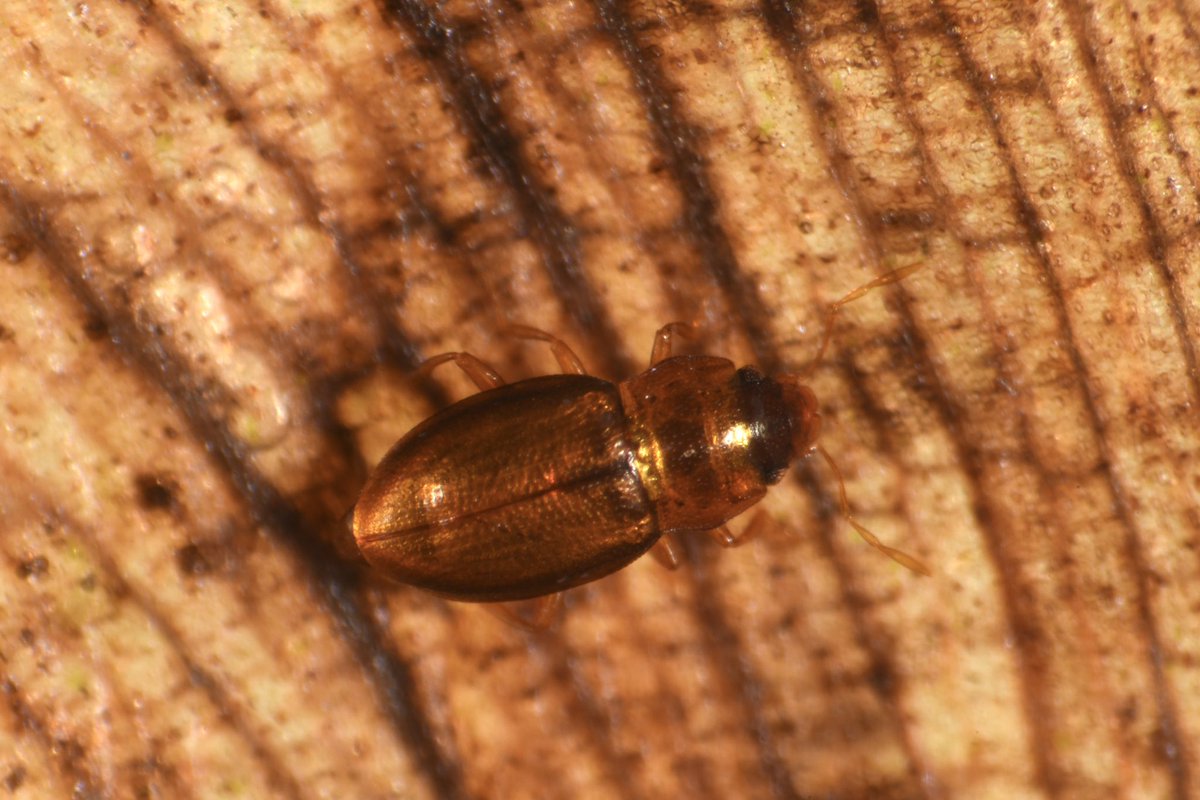 かっぱむし (@duro_ikimono) / X