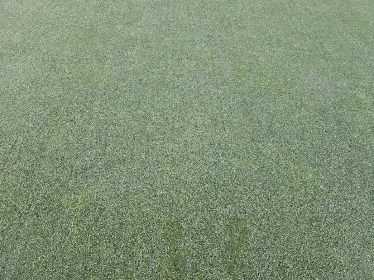 Before/After. Roughly 2 months apart. Control is key #silverythreadmoss <a href="/StewardsofTurf/">SePRO Turf</a> <a href="/FMCCorp/">FMC Corporation</a>