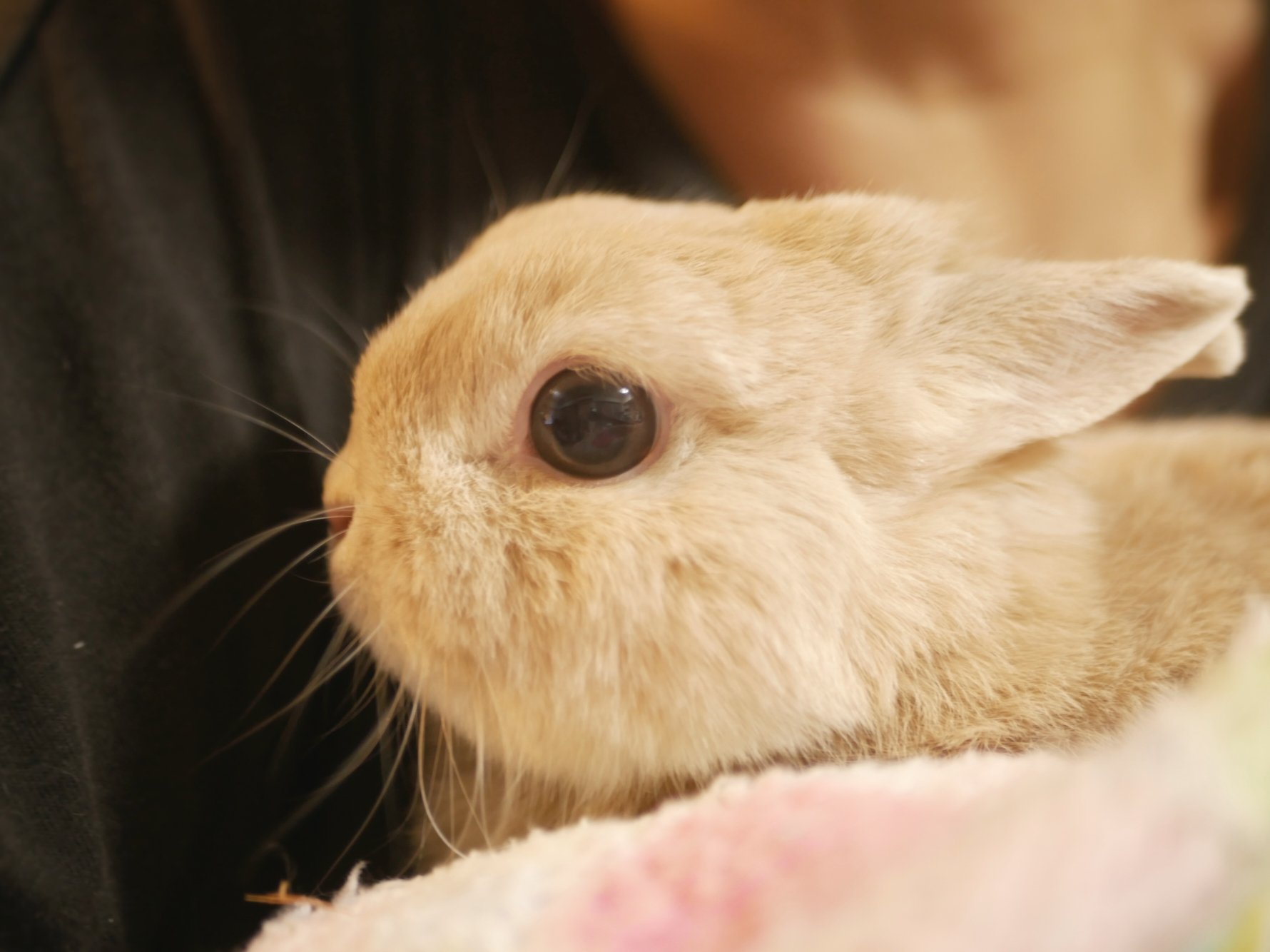 うさぎのひのき🌳 Hinoki bunny on X: 