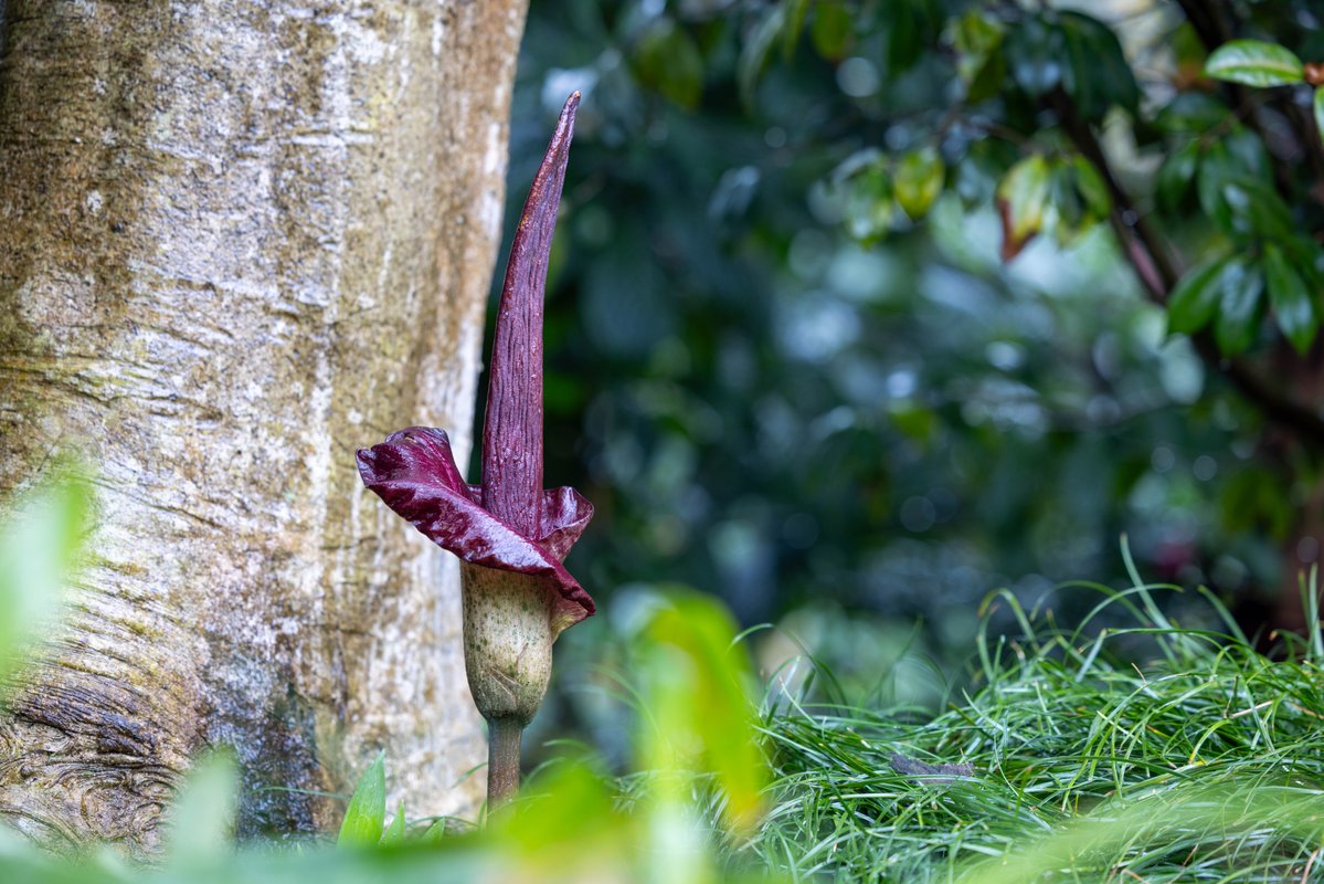 Smaller cousin, smaller stink; one of our Amorphophallus konjacs, also known as devil's tongue, has opened at the Royal Botanic Garden Sydney.

You'll find it near the millennium cherry blossoms. This flower is delicate during bloom so please look and smell, but don't touch.