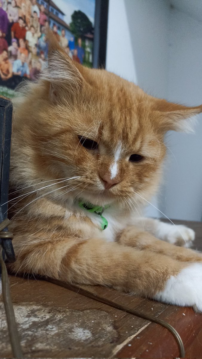 Artha & Pasukan oyen 🐱 tweet media