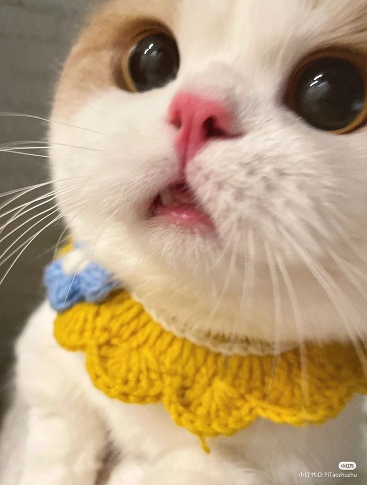 Cats all the way tweet media