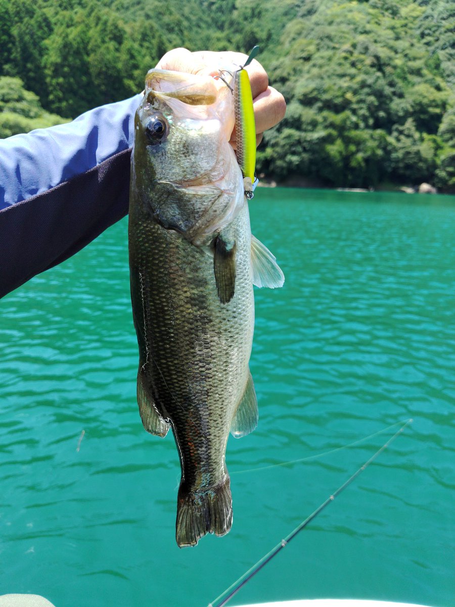 野池忍者 tweet media