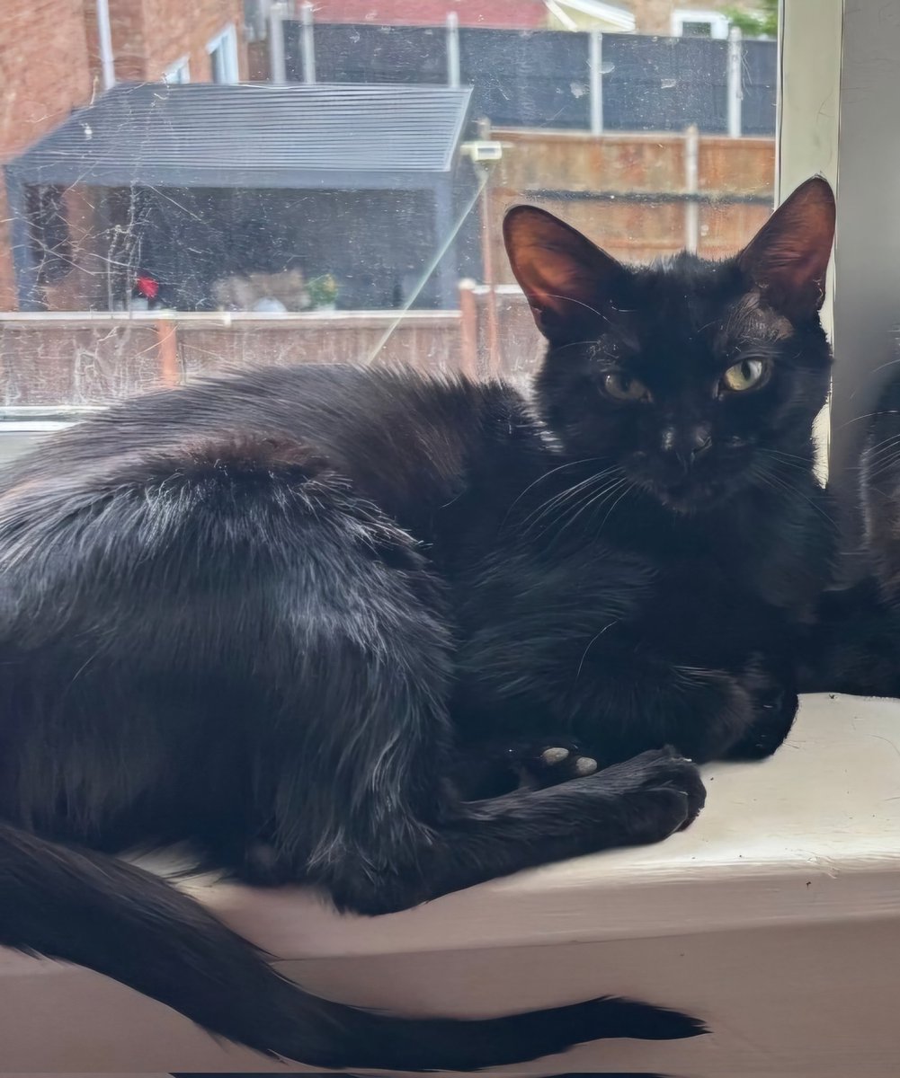 Have you seen Henry he's a 1 year old male Neutered and microchipped missing from Briar Hill #Northampton NN4 he's been missing since at least 27th July if you have any info please call 0344 700 3251 quoting ref S25-026
#WhiskersWednesday