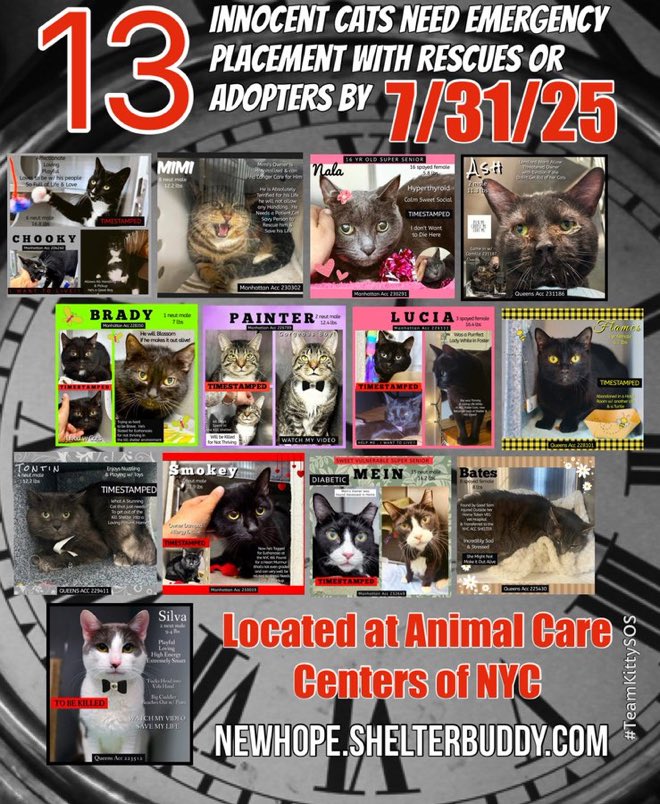 🆘🆘THE 13 POOR CATS BELOW ARE ALL AT RISK OF EU ON 7/31/25

😟😟MOST URGENT ON LIST ARE LUCIA (9X ON EPL); CHOOKY (9X ON EPL); PAINTER (8X ON EPL) &amp; BRADY (7X ON EPL)😱😱🤞🤞🤞🤞

ALSO, PLEASE CONSIDER THE MEDICAL CATS- MEIN, ASH, NALA &amp; SMOKEY😟😟

PLEDGES WILL HELP STIMULATE