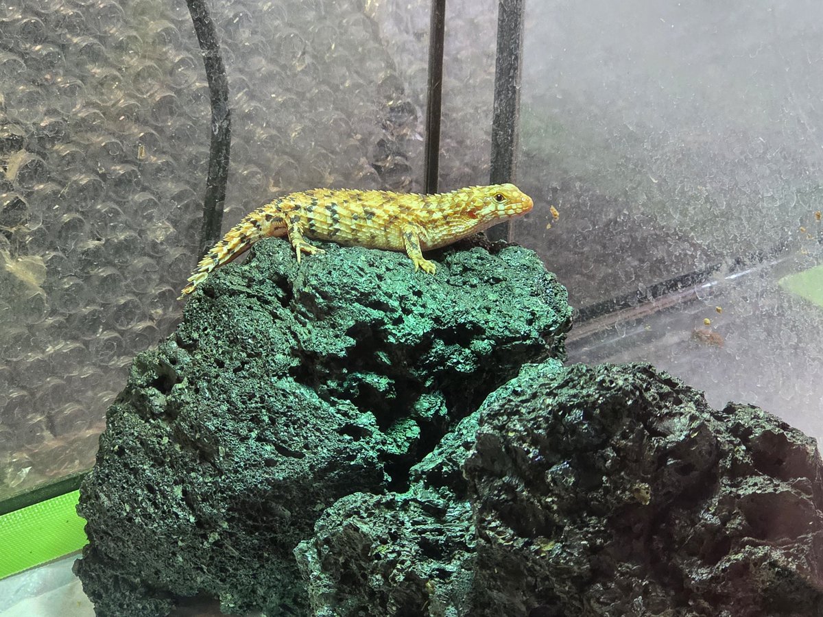 ２０２５CB　ピルバラ🌹
我が家の血統は食欲と成長率が半端じゃない❕ 

溶岩石でバスキング🌞