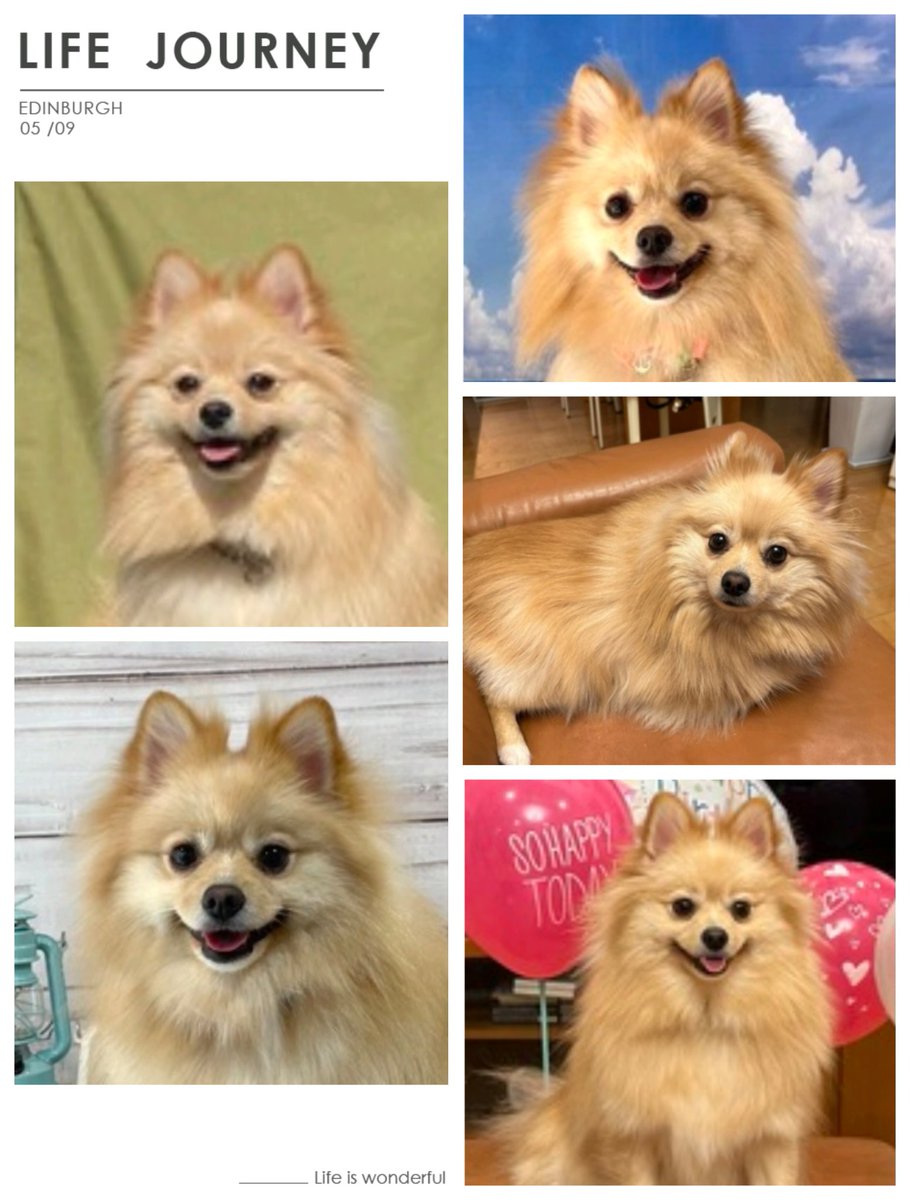 オーダーで制作させて頂いたポメちゃんです😊喜んで頂けますように。

#羊毛フェルト
#ハンドメイド
#ポメラニアン
#pomeranian