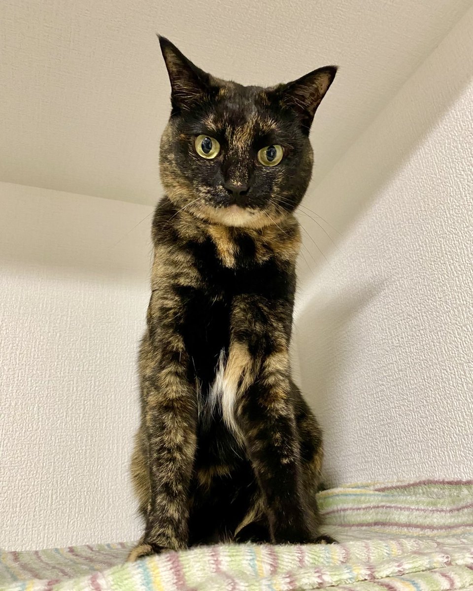 ねこきち ねこきち (@nekokichi481) / X