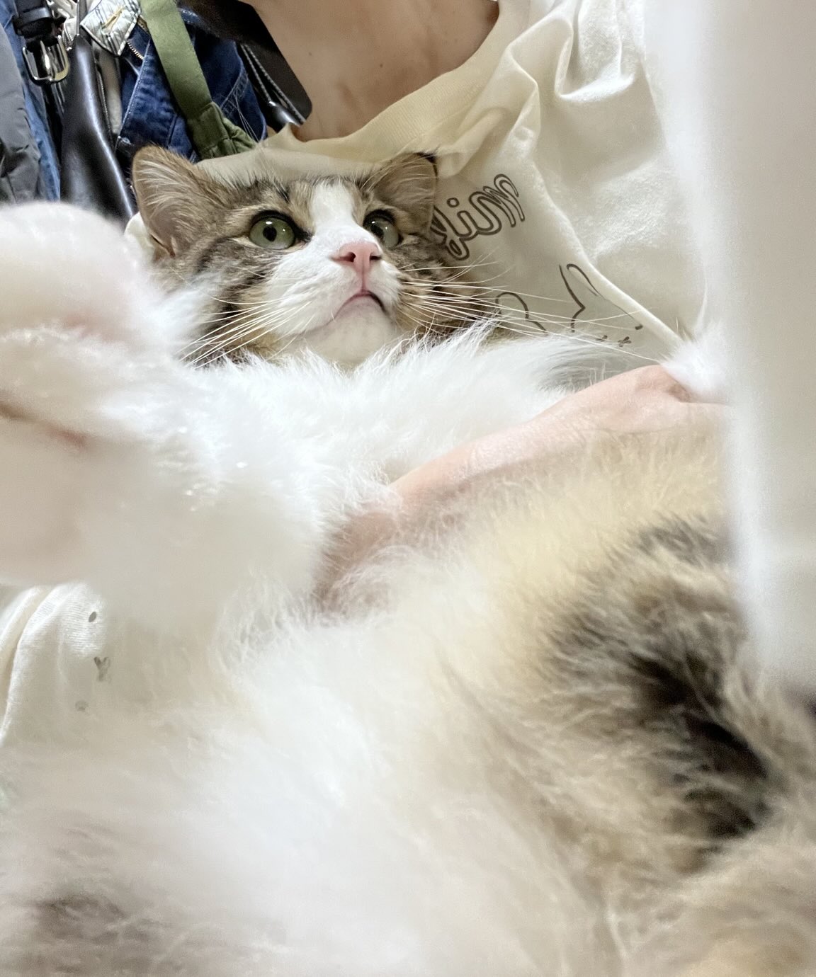 不調が治った日にきた、細くて綺麗な猫目ルチルたん！ 不調が治った日にきた、細くて綺麗な猫目ルチルたん！