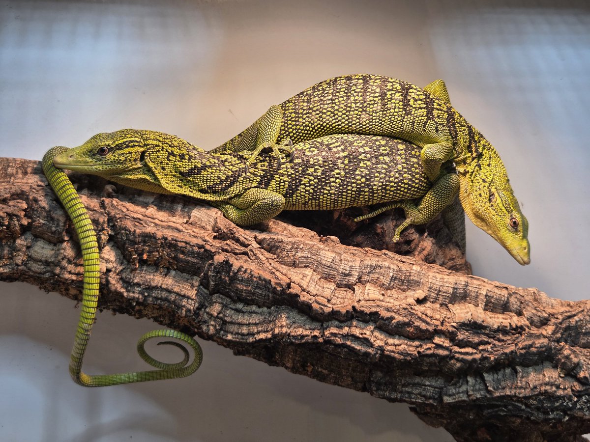 ワイゲオペア❕
♂️１♀️２で飼育していますが爆食ですこぶる調子が良い

その内ブリード狙えたら嬉しいですな💡