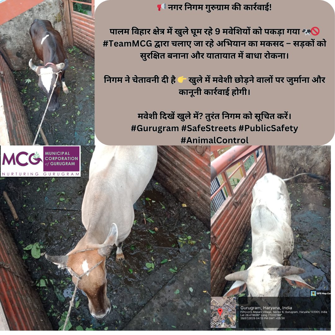 MunCorpGurugram's tweet photo. 📢 नगर निगम गुरुग्राम की सख्त कार्रवाई!
पालम विहार में खुले घूम रहे 9 मवेशी पकड़े गए 🐄
🚧 मकसद: सड़कों को सुरक्षित बनाना, ट्रैफिक में रुकावट रोकना।
⚠️ खुले में मवेशी छोड़ने पर जुर्माना और कानूनी कार्रवाई तय है।
मवेशी दिखें खुले में? तुरंत #TeamMCG को सूचित करें! https://t.co/yq7CWiVDTc