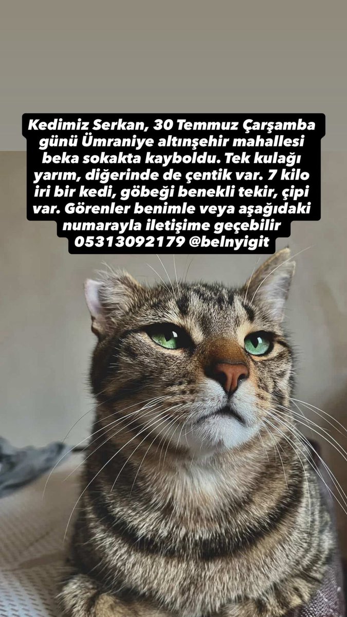 Ümraniye kayıp #istanbul #kayıpkedi