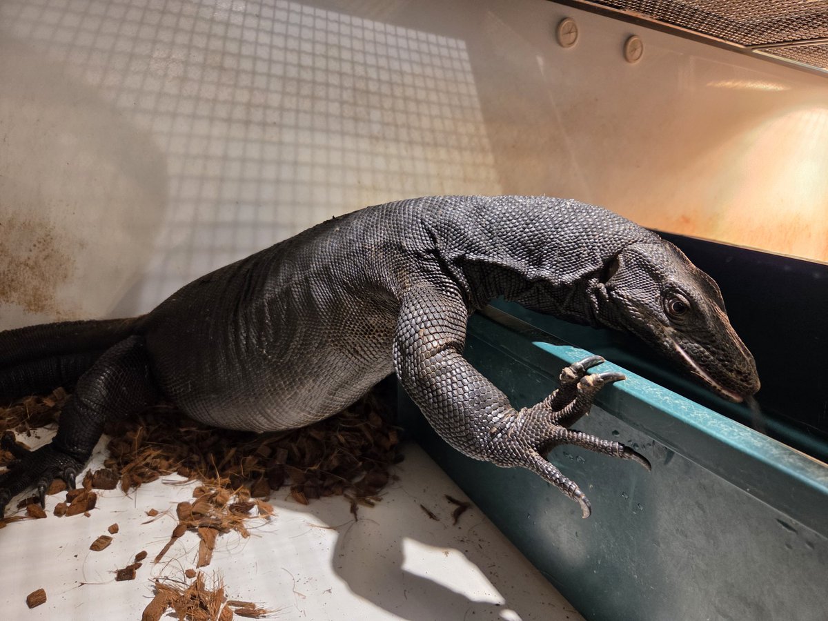 メラニ♀️
先日メラニ♂️と交尾を確認
この感じだと８月末に産卵かな💡

初メラニブリード出来そうなんで楽しみだな