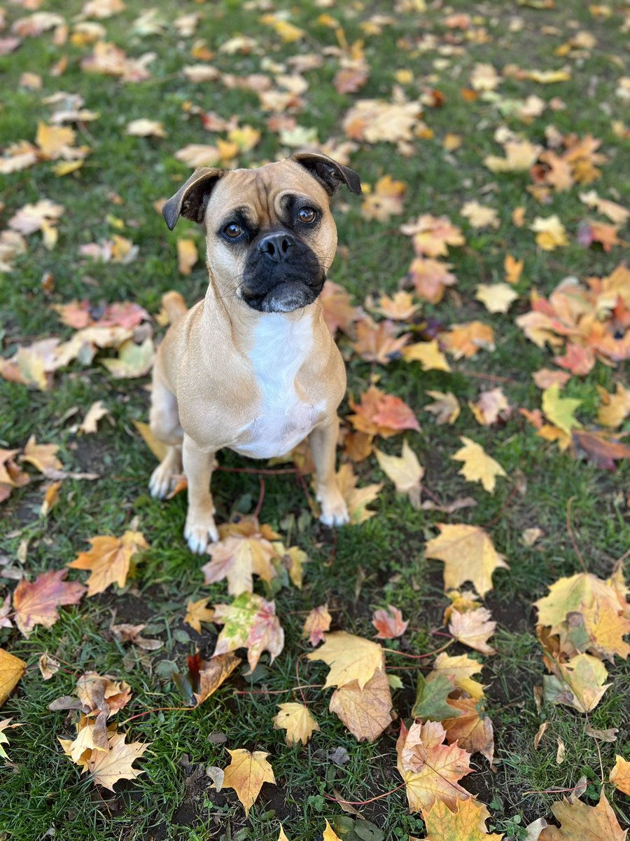 InMadnessPod (@inmadnesspod) on Twitter photo If you missed it on our YOUTUBE 👁️ Here was our surprise guest this week! <a href="/vertebrae33/">Vertebrae33</a> adorable dog 😍 If you missed it on our YOUTUBE 👁️ Here was our surprise guest this week! <a href="/vertebrae33/">Vertebrae33</a> adorable dog 😍