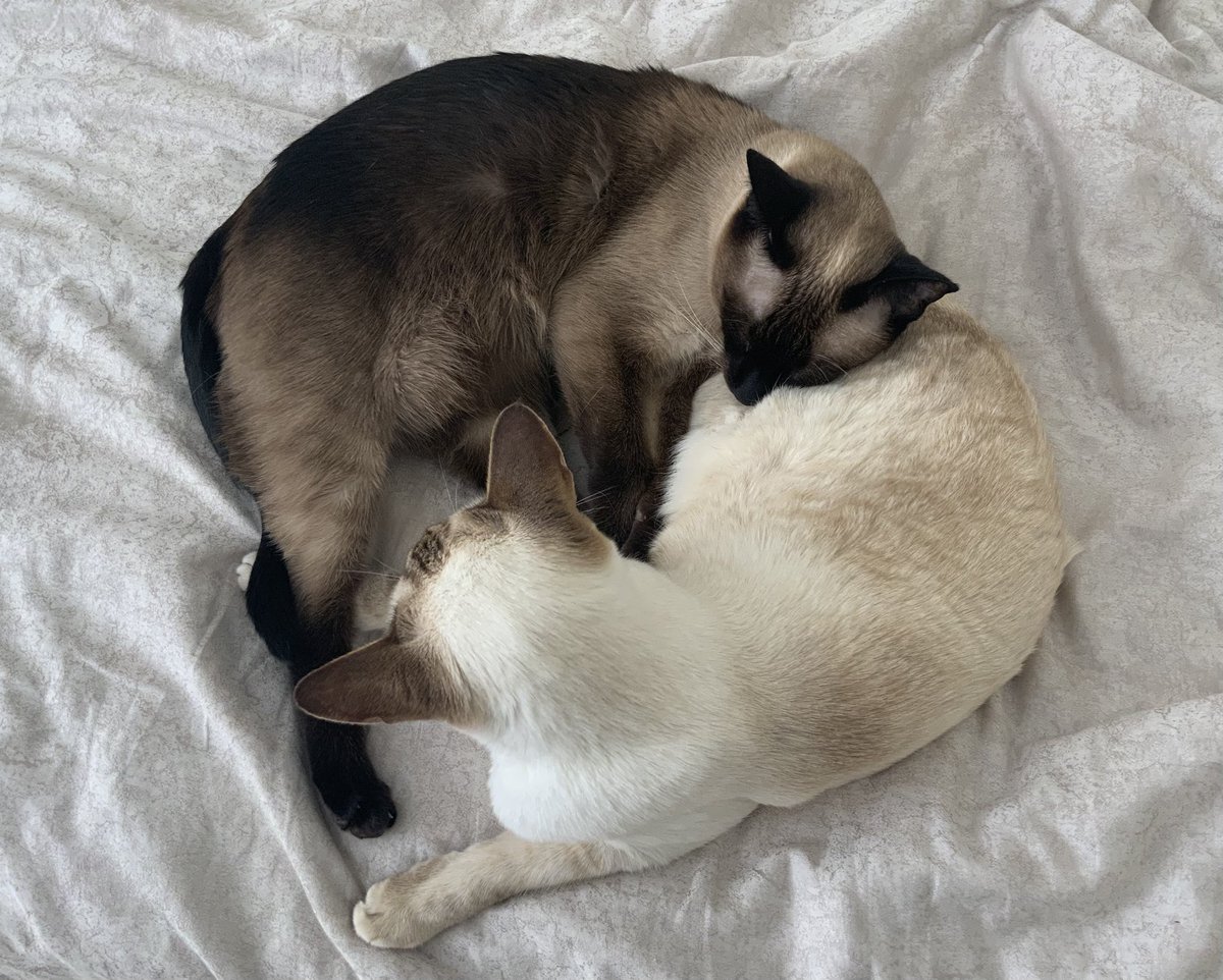 Catswhisker (@otherthingscats) on Twitter photo #InternationalDayofFriendship
#CatsOfX #CatsOfTwitter #hedgewatch
<a href="/johnstf/">Catnip</a> <a href="/CornerViewCats/">Dolly, Jaffa & Bob</a> <a href="/mrmokeycat/">Mokey</a> <a href="/ItsmeTheBooboo1/">🐾 It's mees.....der Booboo 😻</a> <a href="/evraelthecat/">Evrael the Golden Prince</a> <a href="/SiameseRescueUK/">SCWT - reg 1072366</a> <a href="/FatSandra1/">Fat Sandra & her mum 🏴</a> <a href="/MeezerCats/">ThreeAmigos</a> and many more! ♥️🐾🐾 #InternationalDayofFriendship
#CatsOfX #CatsOfTwitter #hedgewatch
<a href="/johnstf/">Catnip</a> <a href="/CornerViewCats/">Dolly, Jaffa & Bob</a> <a href="/mrmokeycat/">Mokey</a> <a href="/ItsmeTheBooboo1/">🐾 It's mees.....der Booboo 😻</a> <a href="/evraelthecat/">Evrael the Golden Prince</a> <a href="/SiameseRescueUK/">SCWT - reg 1072366</a> <a href="/FatSandra1/">Fat Sandra & her mum 🏴</a> <a href="/MeezerCats/">ThreeAmigos</a> and many more! ♥️🐾🐾