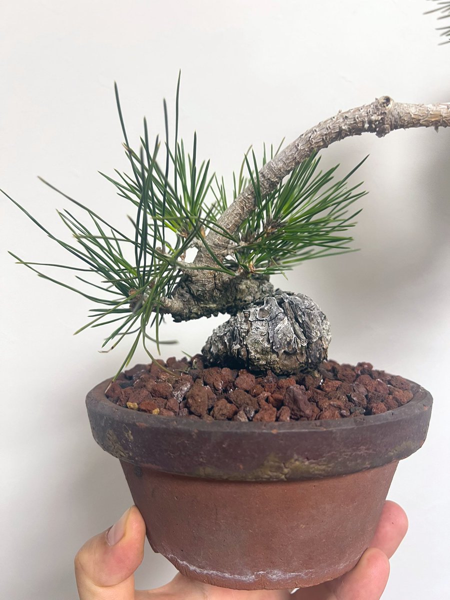 bonsai_tanaka's tweet photo. 黒松の素材です！
変わり木になりそうです

#盆栽 #bonsai #植物 https://t.co/ig1WsLgdeo