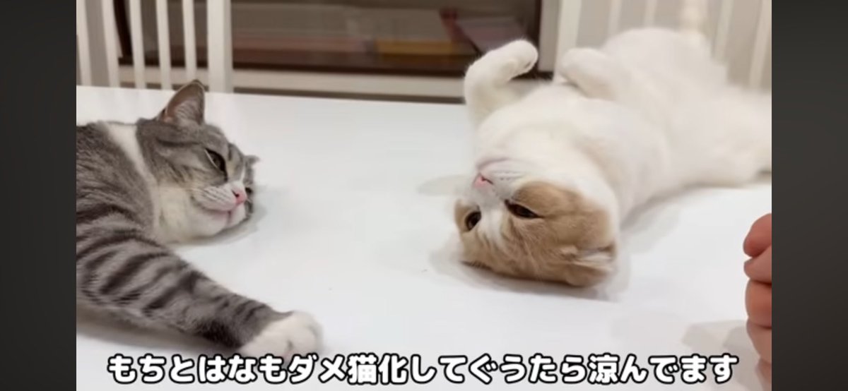 ぽるもち様 61afec9Mr9L._UF894,1000_QL80_.jpg
