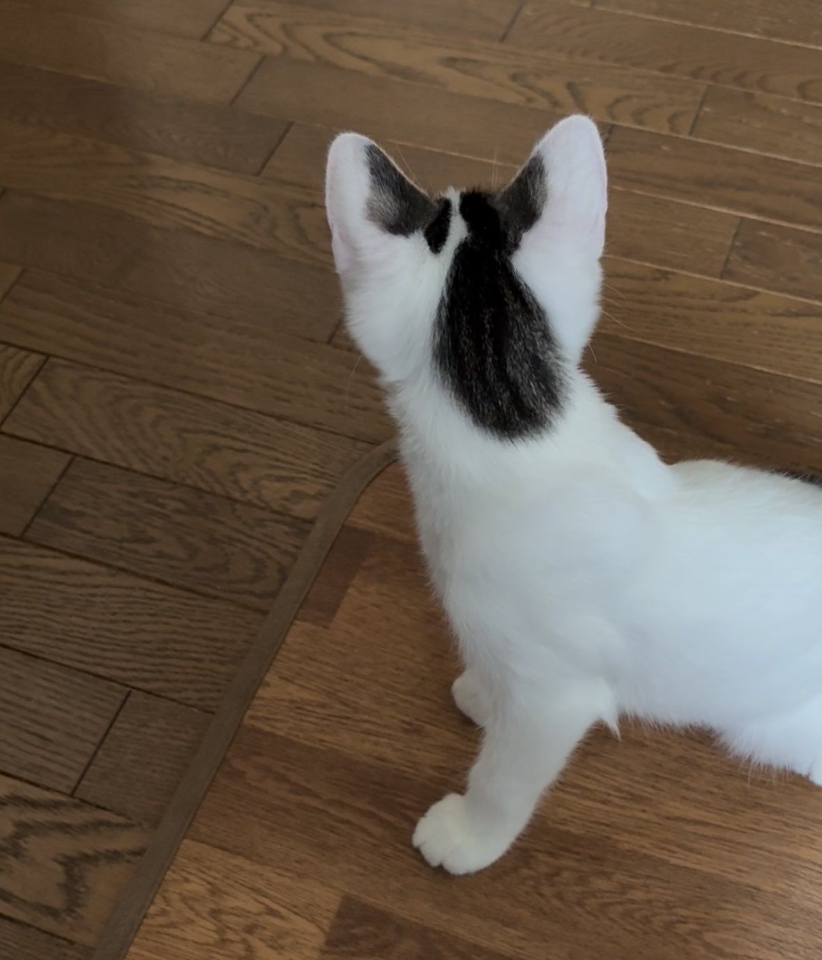 ぎゃばん＠VanGa0911 on X: 